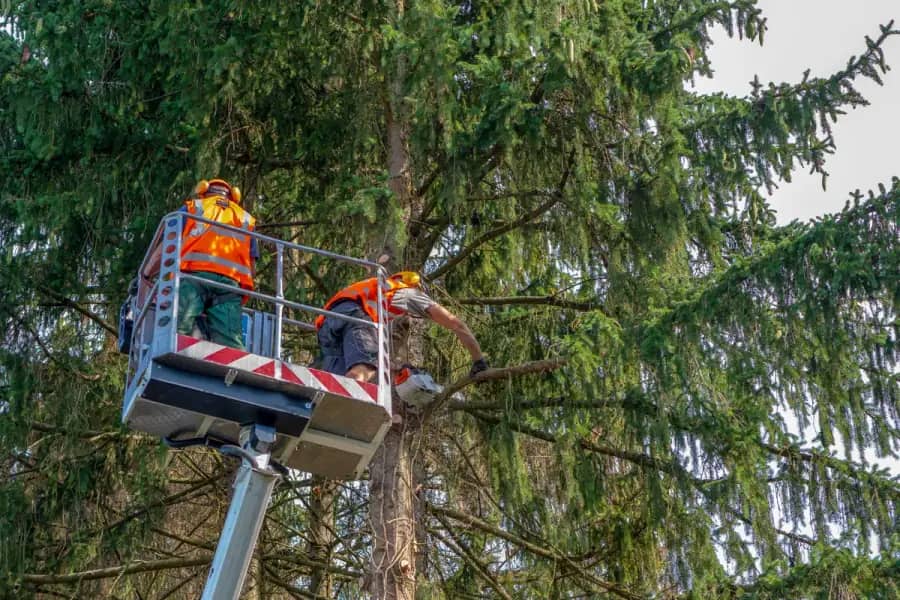 Commercial Tree Care by Greenville Arbor Co. in Greenville